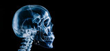 Fototapeta Nowy Jork - X ray medical anatomy skull face profile