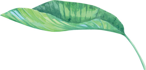 Wall Mural - Palm leaf, monstera plant. Hand drawn watercolor plant of paradise. Tropics, jungle, exotic, paradise