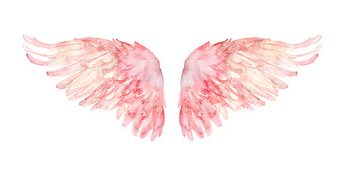 Wall Mural - Soft pastel detailed pink angel wings in watercolor style isolated on white background