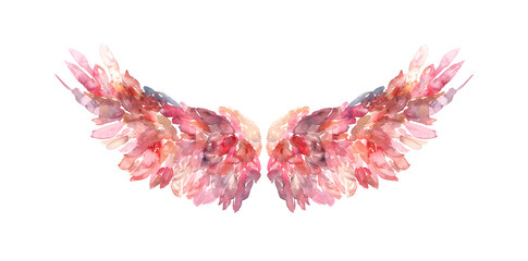 Wall Mural - Soft pastel detailed pink angel wings in watercolor style isolated on white background