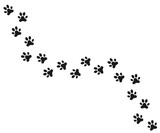 Fototapeta Fototapety na ścianę do pokoju dziecięcego - Paw prints. Dog's paw, cat paw, . Animal paw prints, different animals footprints black on white, vector  illustration EPS