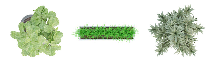 Wall Mural - top view of plant in vase isolated on transparent background, 3d render illustration.