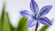 single stem of blue spanish bluebells hyacinthoides hispanica synonyms endymion hispanicus or scilla hispanica against a white background