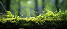 This Close-up View Showcases A Weathered Log Covered In Vibrant Green Moss Within A Dense Forest Setting. The Moss Intertwines With Other Green Plants, Creating A Verdant Scene.
