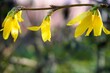Streichzweig mit drei gelben Blütenblättern vor Garten und Haus bei Sonne am Morgen im Winter