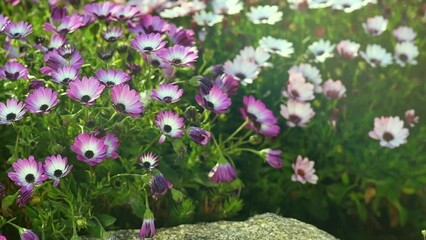 Sticker - Osteospermum flowers, South African daisy or Cape colorful daisy flower blooming outdoors. Flower bed of beautiful pink and white cape marguerite, Dimorphotheca flowers, landscape design, garden art 