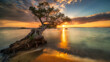 Baum bei Sonnenuntergang am Meer