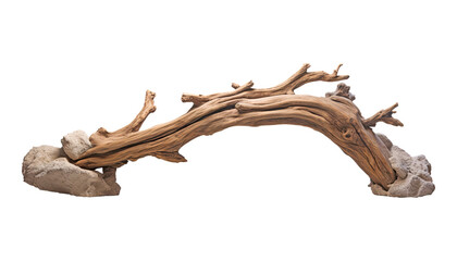 dry branch wood isolated on transparent background cutout