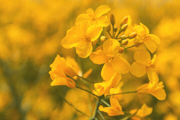 Wall Mural - Oilseed rape crop in bloom, closeup of yellow flower