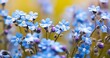 The Delicate Details of a Beautiful Myosotis in Close-Up
