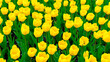 Classic tulips background with copy space. Abundance of yellow tulips close-up top view. Rare varieties of tulips hybrids. Tulips in garden landscaping. Floral backgrounds for wallpapers, screensavers
