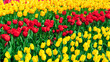 Yellow and red tulips floral background. An abundance of tulips in the Keukenhof Gardens banner. Tulip inflorescences close-up view from the top with copy space. Floral backgrounds for wallpapers.