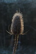 Closeup of teasel plant in winter
