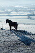 Black horse in in a valley covered in frost