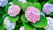 Hydrangea macrophylla bush with blue and pink inflorescences close-up. Blue hydrangea photo close-up with copy space. Floral backgrounds for wallpapers, screensavers, calendars. Flowers in the garden