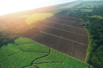 Wall Mural - Brown empty agriculture field