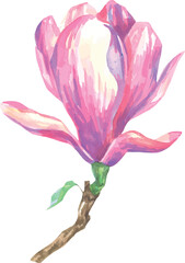 Wall Mural - Magnolia flower. Watercolor drawing by hand. Spring flower, bright, pink.