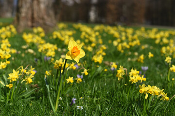 Wall Mural - Spring. Beautiful yellow daffodils in the flower bed