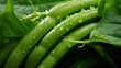 Close up of ripe green beans with water drops