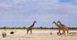 African Savannah with Black Rhinoceros, Giraffe, Oryx and Ostrich