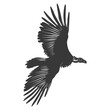 Silhouette vulture bird animal fly black color only