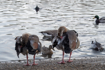 Canvas Print - close up of Egyptian geese Alopochen aegyptiaca with mallard ducks in the background