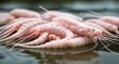  Pink crustacean in shallow water