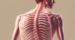  An anatomical study of human spine and ribcage