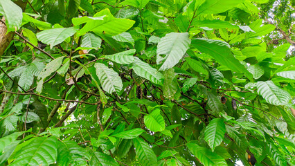 Green leaves of cocoa tree in the garden