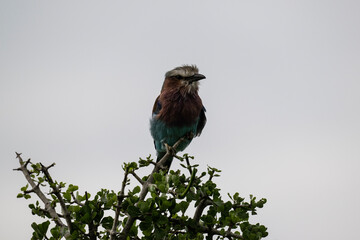 Wall Mural - beautiful lilac-breasted roller bird in natural conditions in a national park in Kenya