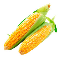 Two yellow corn cobs with green leaves Isolated on transparent background, PNG