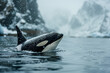 Orca, killer whale in cold nordic waters. Orca swims in cold waters. Orca showing itself.