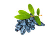 Blue honeysuckle berries