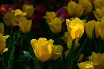 Wall Mural - Beautiful Yellow Tulip flower blooming in garden, flower background