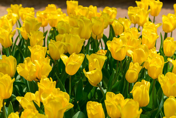 Wall Mural - Beautiful Yellow Tulip flower blooming in garden, flower background