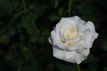 Wall Mural - white rose on black background in garden. valentine and flower