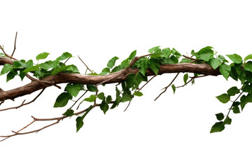 Wall Mural - Twisted wild liana vine, transparent background. Bush grape or three-leaved wild vine cayratia (Cayratia trifolia) liana ivy plant bush, nature frame jungle border, PNG, cutout or clipping path.