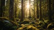 Sunlit Wilderness: Golden Rays Illuminating Lush Ferns and Moss in a Majestic Forest
