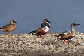 Northern Shovelers perched on the ground at Bhigwan bird sanctuary, India