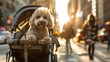 Urban Paws a poodle riding comfortably in a stylish dog stroller through the bustling city streets