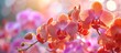 Beautiful Orchids Background for Wallpaper Decoration with Colorful Orchid Flowers Blooming in Garden