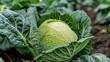Within the garden's lush greenery, vibrant cabbage heads burst with freshness and vitality.