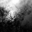 Reflection of wood and grass in the water. Black and white image. Abstraction. Natural elements.