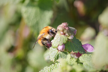 Poster - European bee sucking pollen and nectar