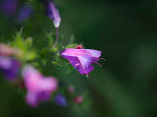 Poster - Wild purple flower