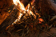 Ramas ardiendo en fuego vivo,  fogata de hojas de olivo