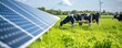 Solar panels with cows grazing in sunny day with blue sky.