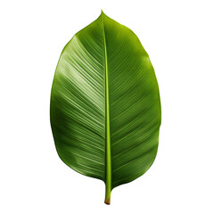 Wall Mural - a green tropical banana palm leaf isolated on transparent background