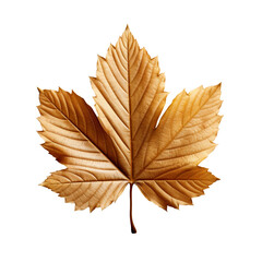 Wall Mural - A hazelnut leaf isolated on transparent background