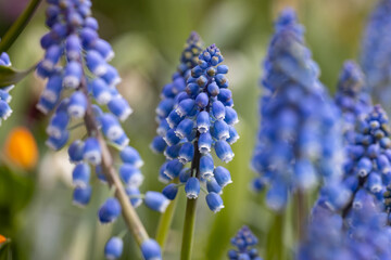 Wall Mural - Muscari armeniacum is one of the most commonly cultivated species of Muscari. It is one of a number of species and genera known as grape hyacinth. Close up on the flowers.